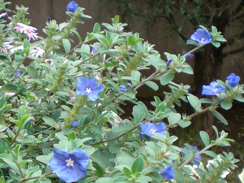 アメリカンブルーの育て方 ガーデニング初心者でも育てやすい花