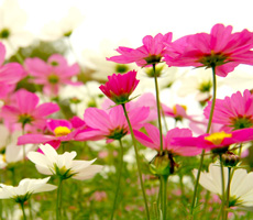 コスモス