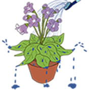 水やりの仕方3
