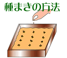 種まきの方法