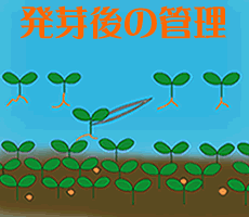 発芽後の管理