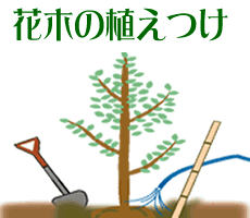 花木の植えつけ