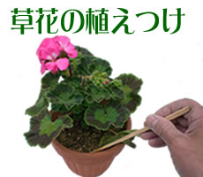 草花の植えつけ