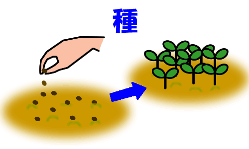 種まき