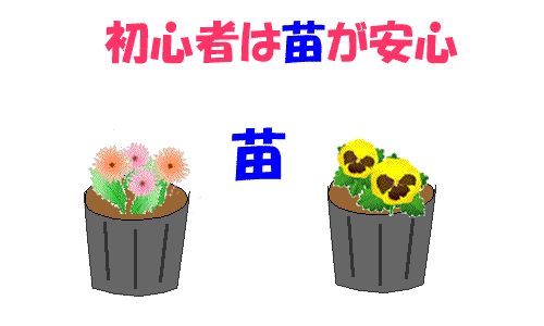 ◆ガーデニング初心者におすすめなのは、「花苗」です。季節ごとの旬の花をすぐに楽しむのには、市販の丈夫な花苗がおすすめです。市販の花苗はすぐに植え付けできるようになっているので安心です。いろいろな花を色や大きさなどを考え植え付けてすぐに花の寄せ植えを楽しむ事もできます。