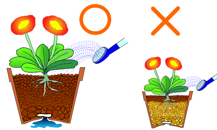 ◆表面が乾いたらたっぷりと水やり