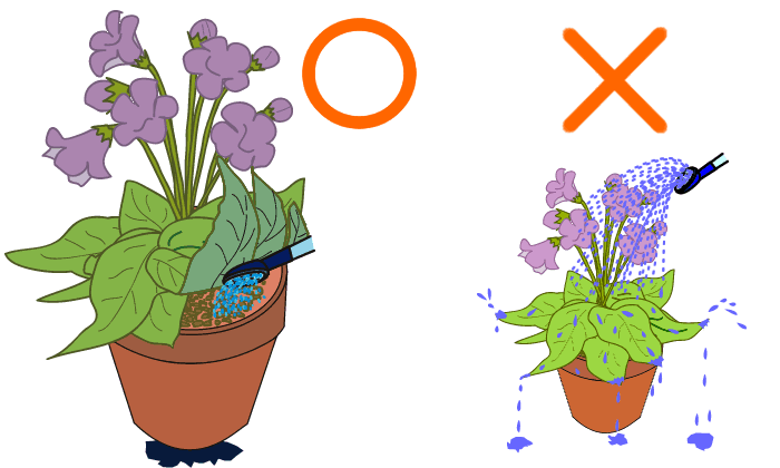 開花後の水やりはあまり花にかからないように