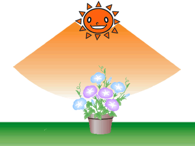 ガーデニング、日なた