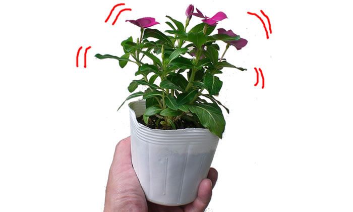 グラグラしないよい苗