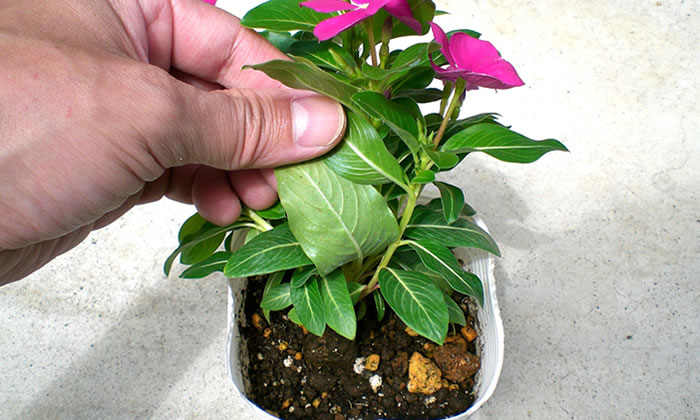 病気のないよい苗