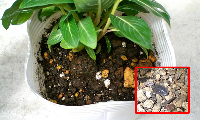 害虫のいないよい苗