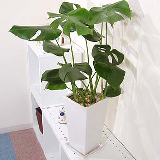 適したサイズの観葉植物 モンステラ