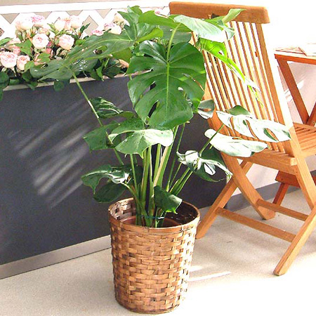 日当たり　観葉植物　モンステラ