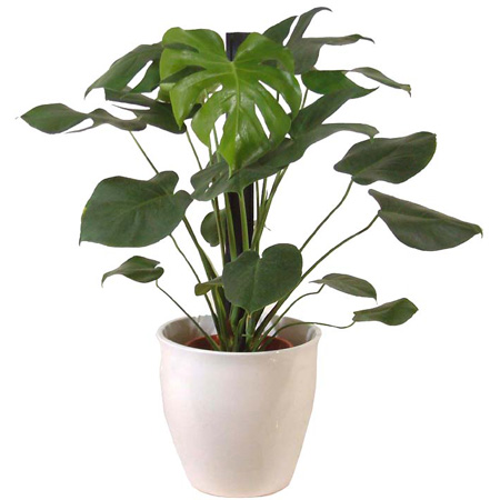 観葉植物の購入　モンステラ