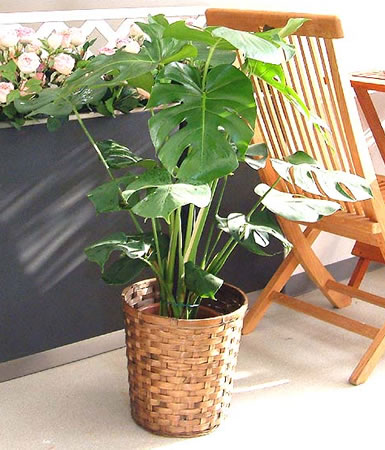 観葉植物の置き場所