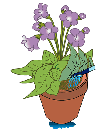 観葉植物の水やり