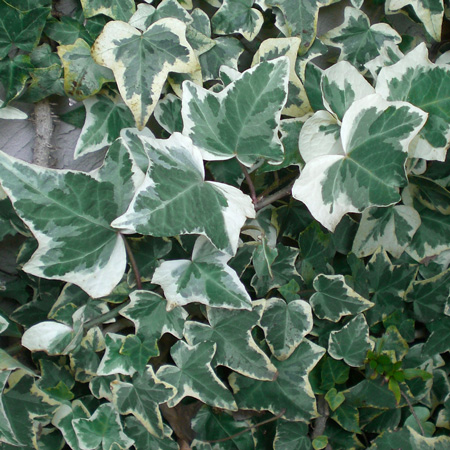 アイビー（ヘデラ）