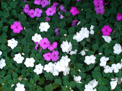 インパチエンス