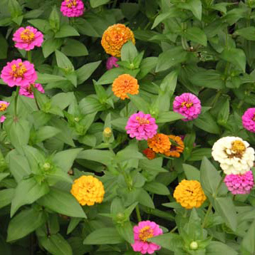 ジニア(百日草)