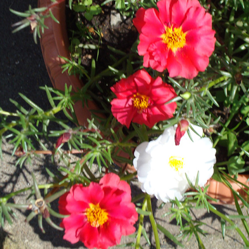 マツバボタン(松葉牡丹)