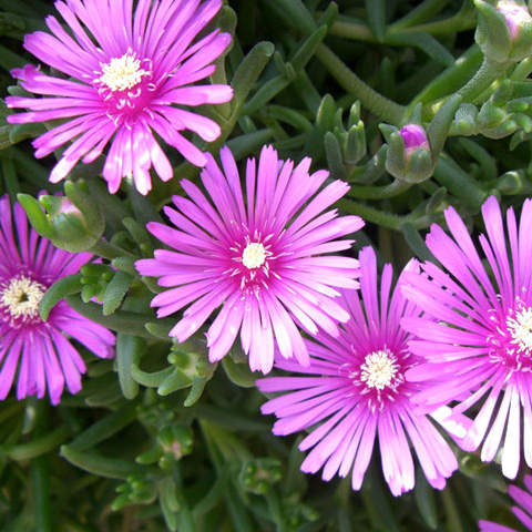 マツバギク（松葉菊）