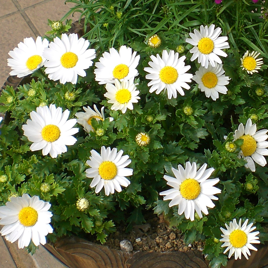 クリサンセマム（ノースポール)