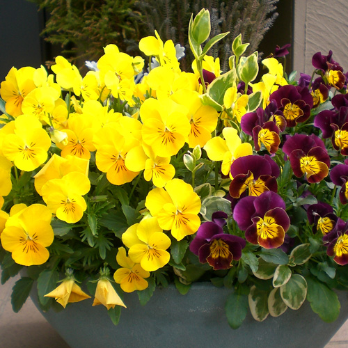 パンジー・ビオラ