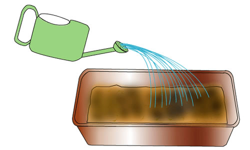 土を入れ水を与える