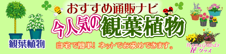 おすすめ通販ナビ 今人気の観葉植物