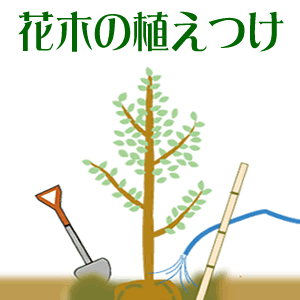 花木の植えつけ