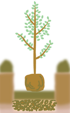 植え穴に苗木を置く