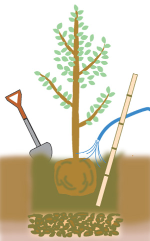 土を埋め戻し水を入れる