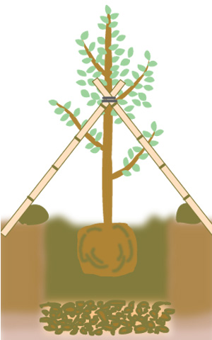 土手(水鉢)をつくり支柱を立る