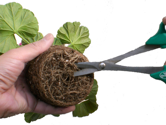 苗の根をはさみで少し切る