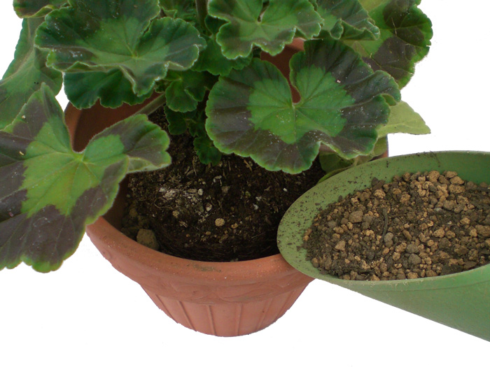 苗と鉢のすき間に培養土を入れる