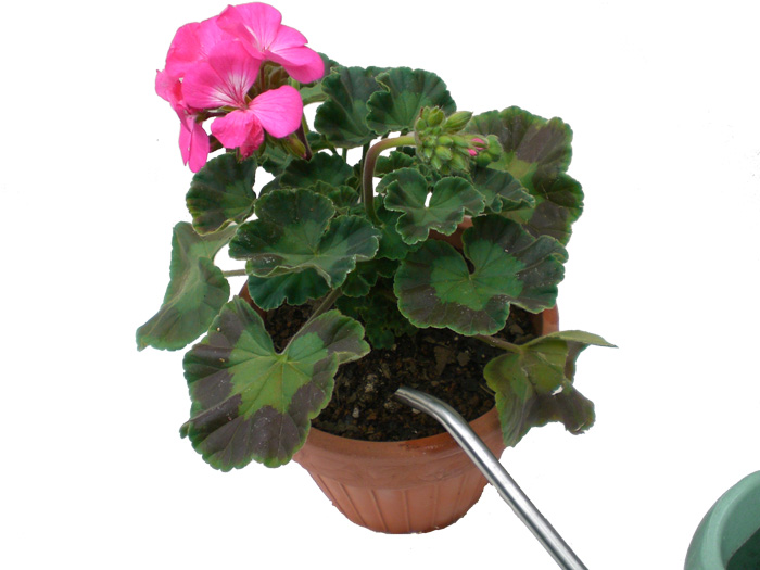 たっぷりと水を与える