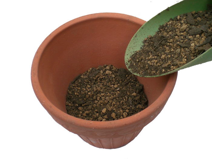 鉢に培養土を入れる