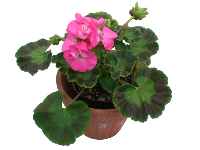 鉢と苗の位置を確認