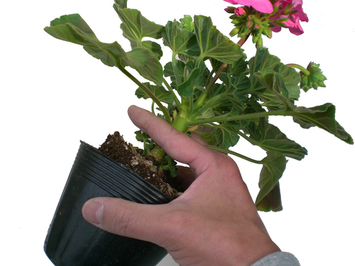 苗を軽く指先で株元をはさむ