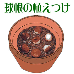 球根の植えつけ