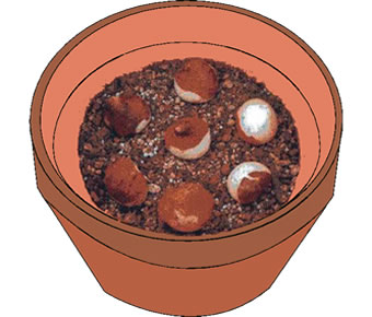 球根をバランスよく置く