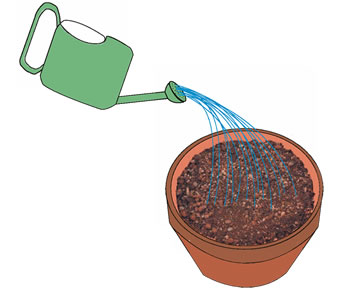 たっぷりと水を与える